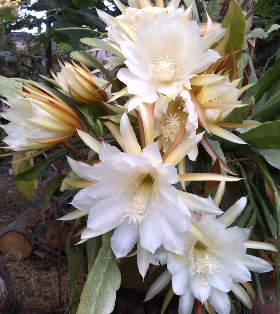 Pluma de Santa Teresa o Cactus de las orquídeas (genero Epiphyllum)